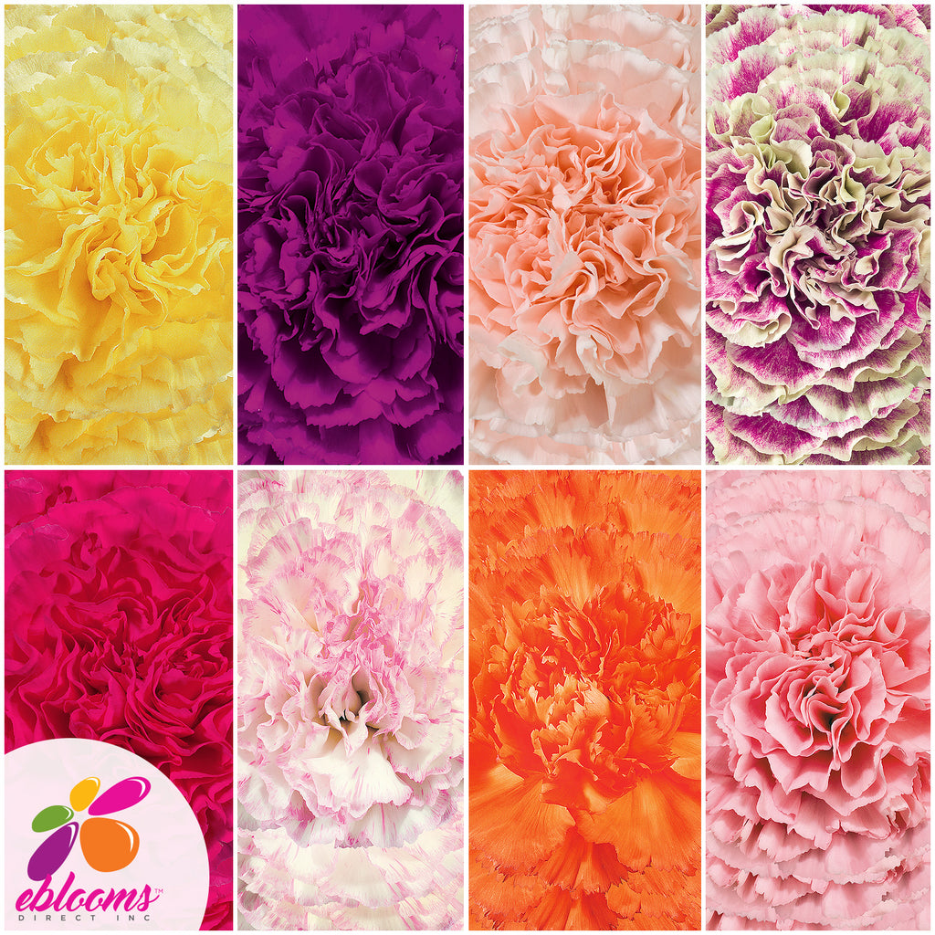 Carnation Assorted Colors