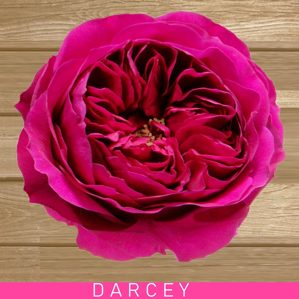 Darcey Garden Roses - EbloomsDirect
