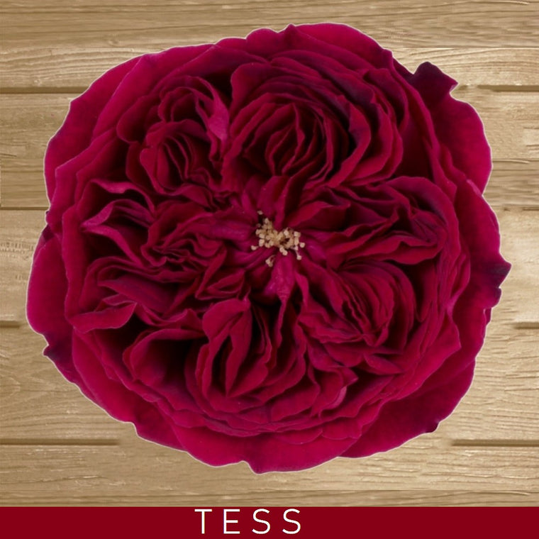 Tess Garden Roses