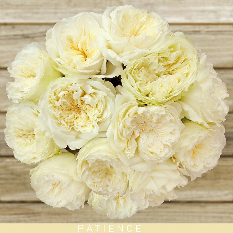 Patience Ivory Garden Roses