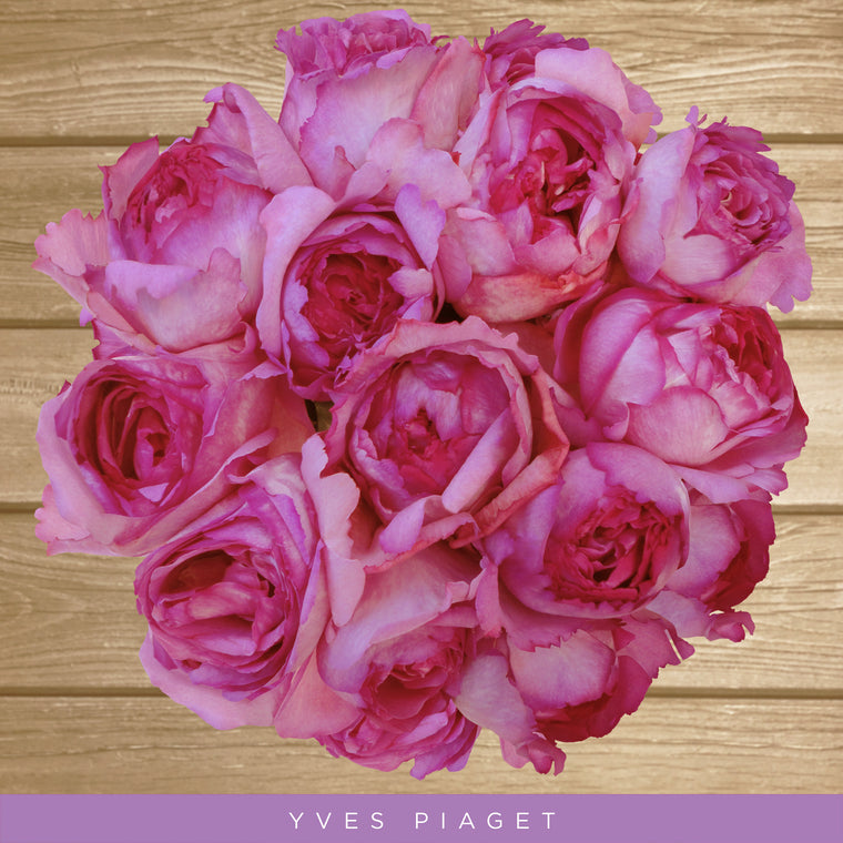 Garden Roses Yves Piaget Hot Pink AG