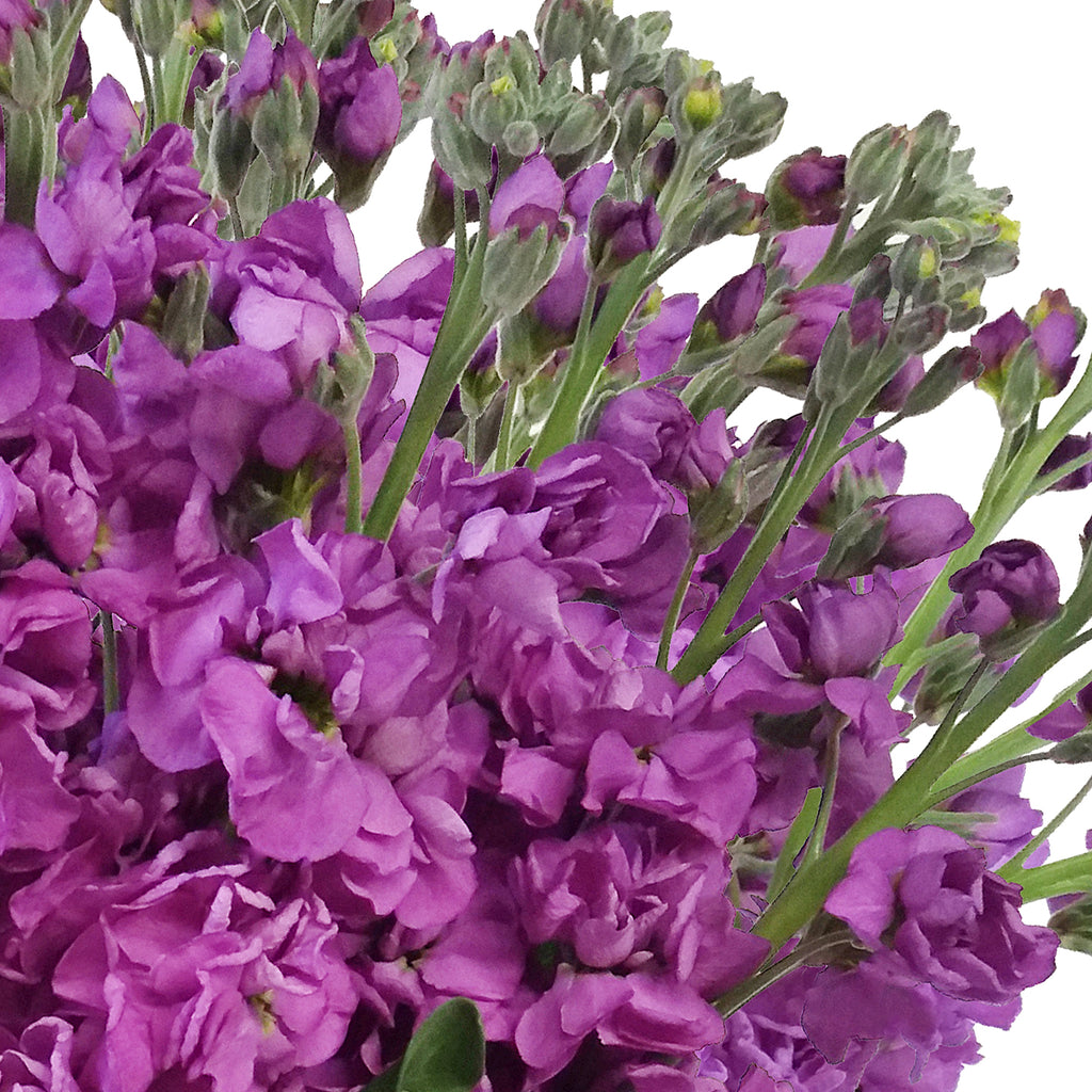 Stock Purple Flowers Pack 80 Stems -EbloomsDirect