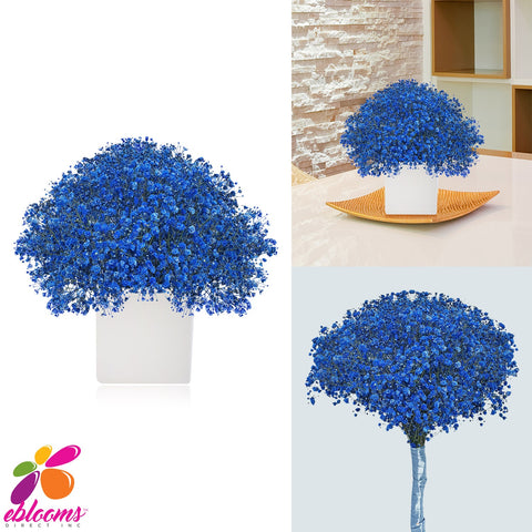 Baby's Breath Blue Tinted