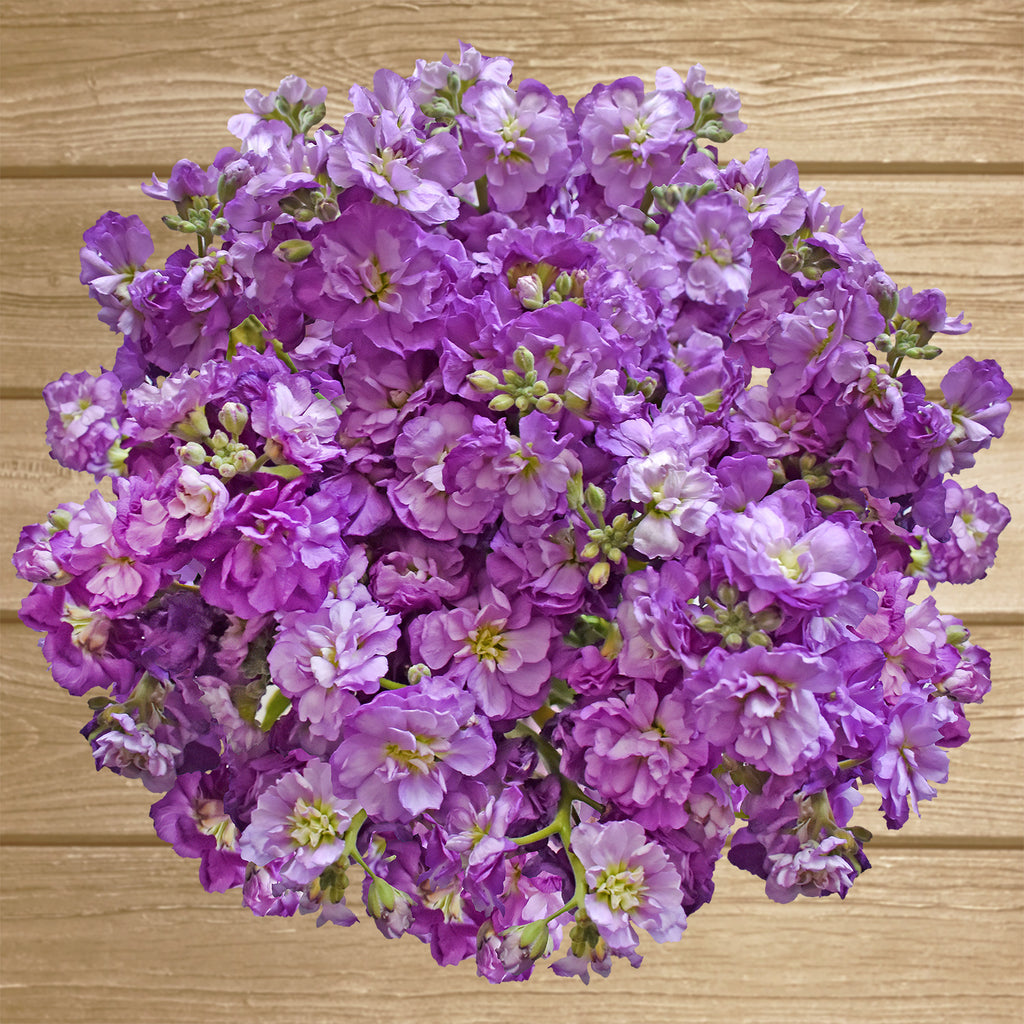 Spray Stock Flowers Pack 50 Stems - More Colors Available - EbloomsDirect