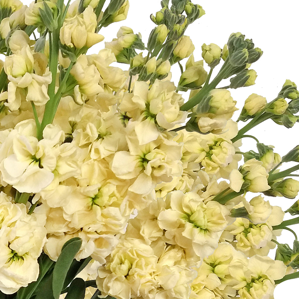 Stock Ivory Flowers Pack 80 Stems -EbloomsDirect