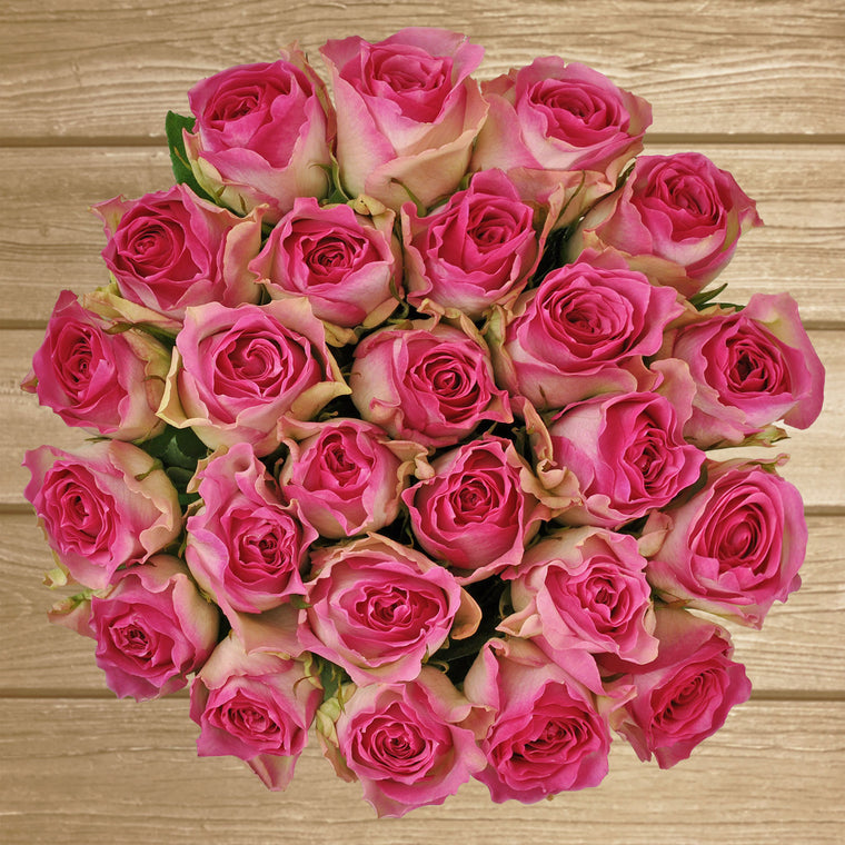 Roses Bicolor White & Pink