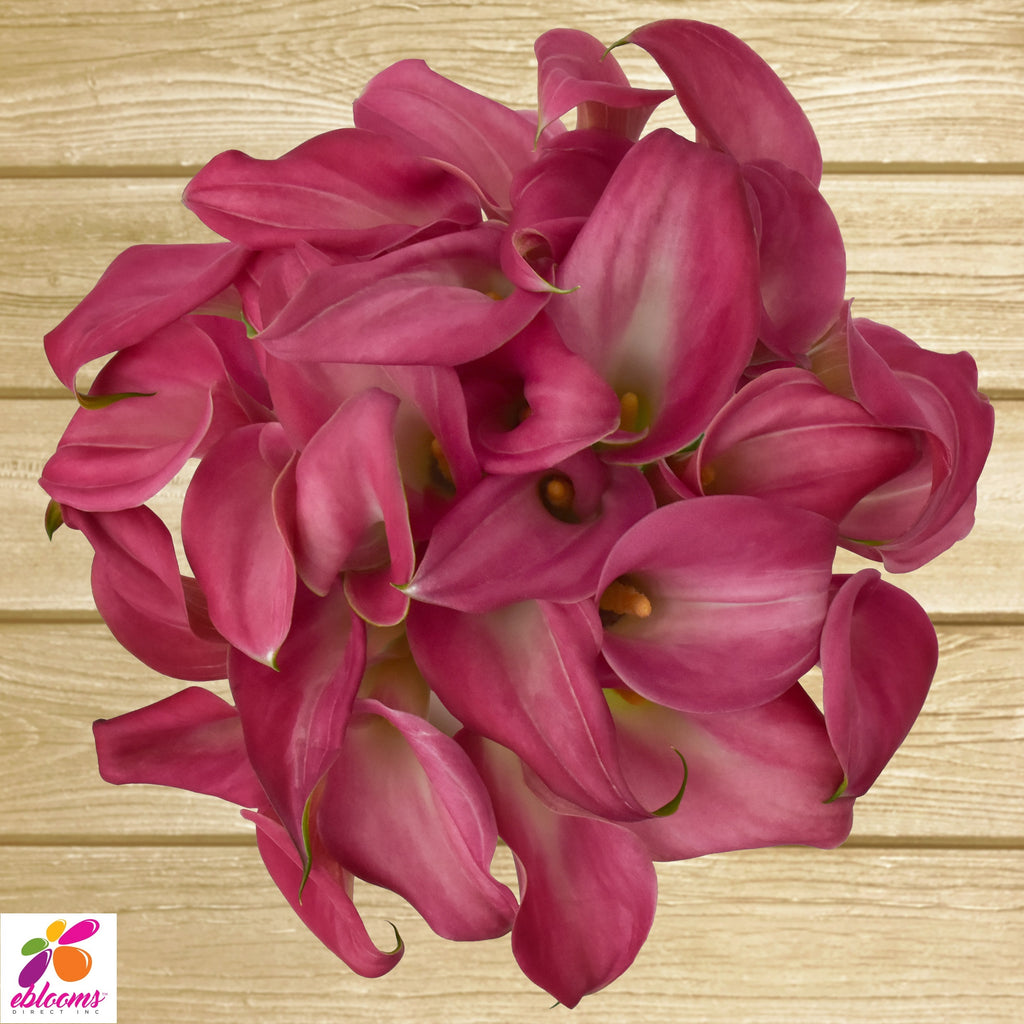 Mini Callas Dark Pink Pack 80 stems- EbloomsDirect