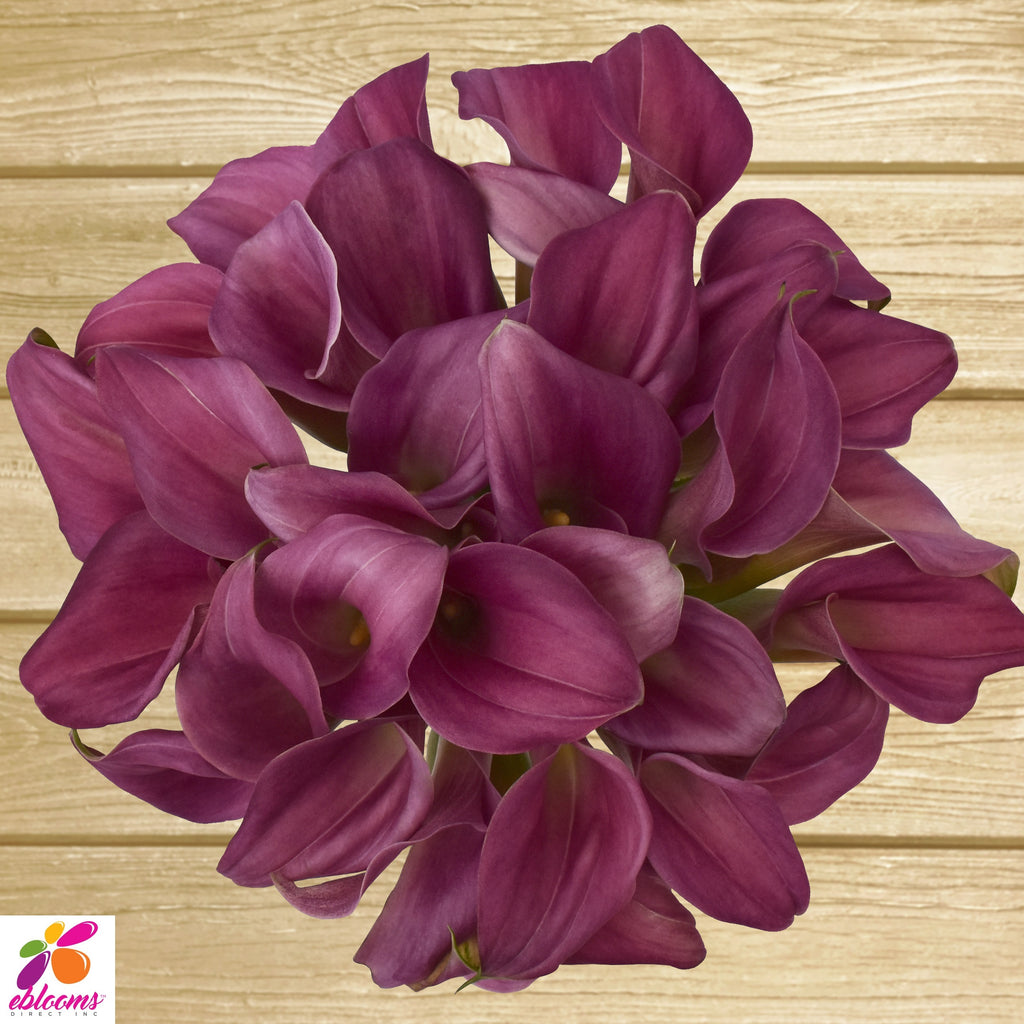 Mini Callas Purple Pink Pack 80 Stems- EbloomsDirect