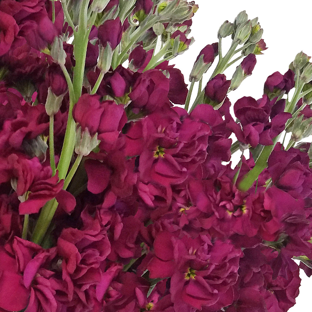 Stock Royal Purple Flowers Pack 80 Stems -EbloomsDirect