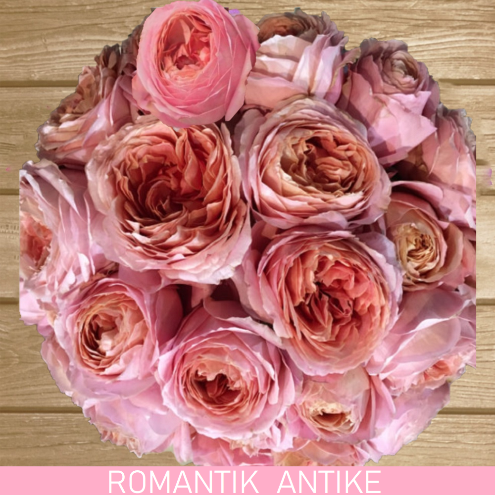 Romantik Antike Garden Rose Pink Salmon - EbloomsDirect