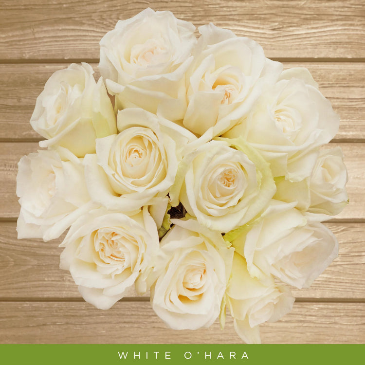White O'hara Garden Roses