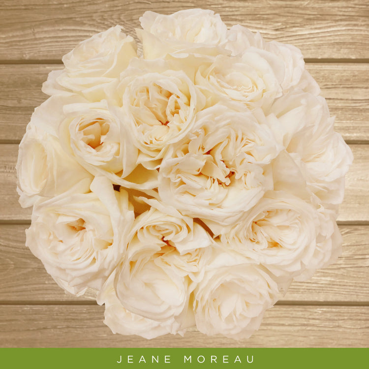 Garden Rose Jeane  Moreau True White - AL