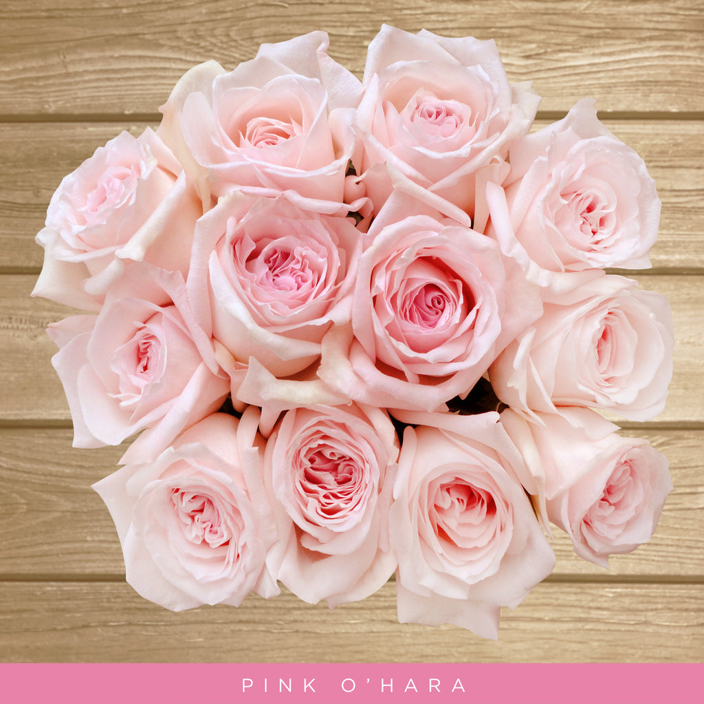 Garden Roses - Pink O'hara - Wholesale roses - Scented fragrant roses - English Roses - EbloomsDirect