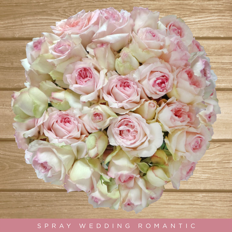Garden Spray Roses Blush Pink - Wedding Romantica - AL