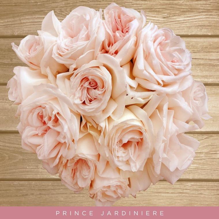 Garden Roses Blush Prince Jardiniere- AL