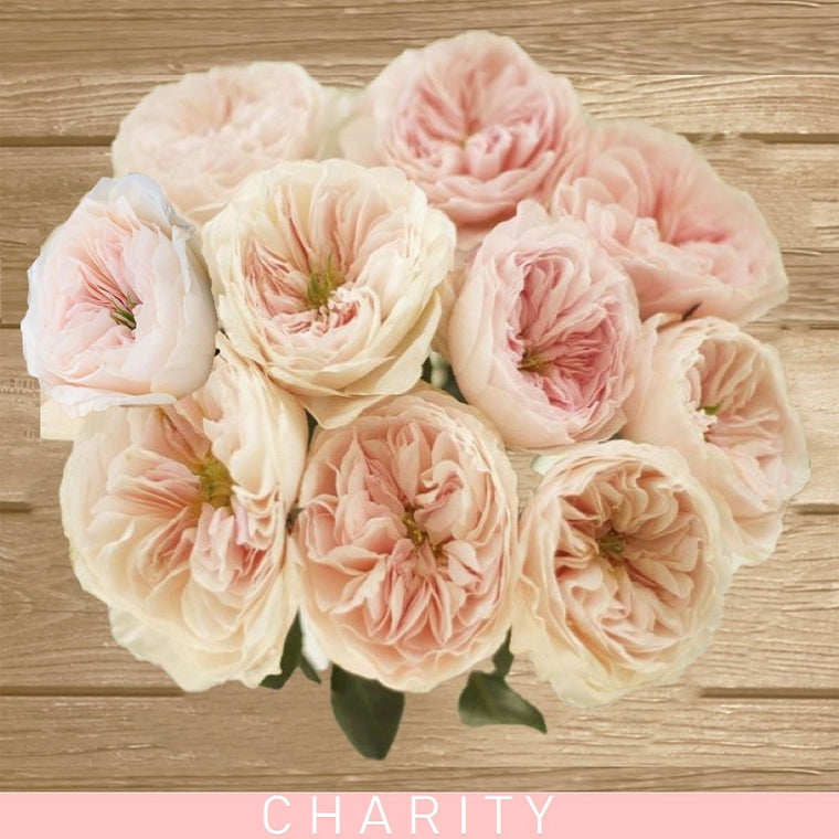 Charity Garden Roses