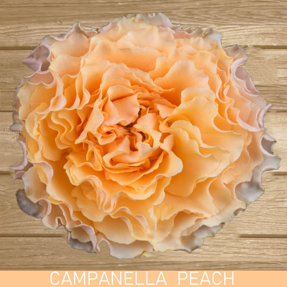 Campanella Peach Garden Rose - EbloomsDirect