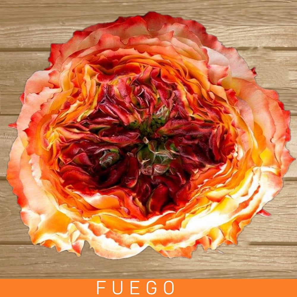 Fuego Garden Rose Bicolor Yellow Orange- EbloomsDirect