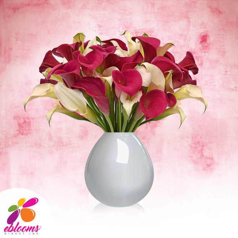 Mini Callas White and Hot Pink Pack 80 stems