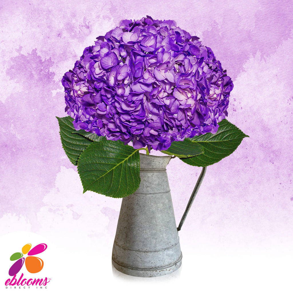 Hydrangea Purple Airbrushed Just for Halloween - EbloomsDirect