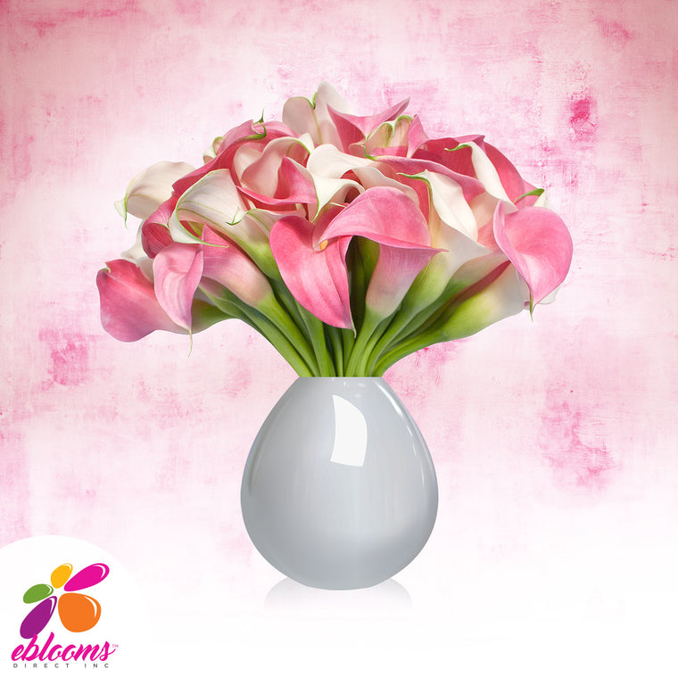 Mini Callas White and Pink Pack 80 Stems