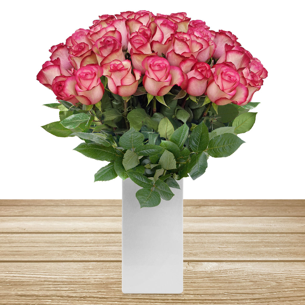 Roses Bicolor White & Pink 60cm Long Stems Pack 100 Stems - Ebloomsdirect