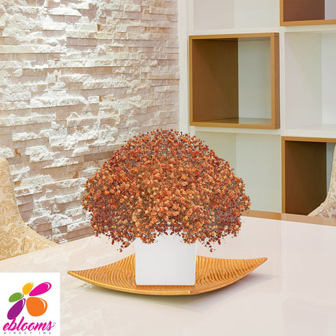 Baby's Breath Orange - EbloomsDirect