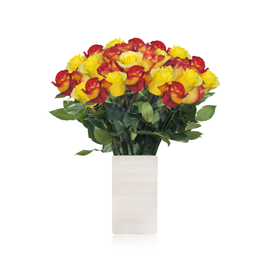 Yellow and bicolor red roses for valentine's day 2020