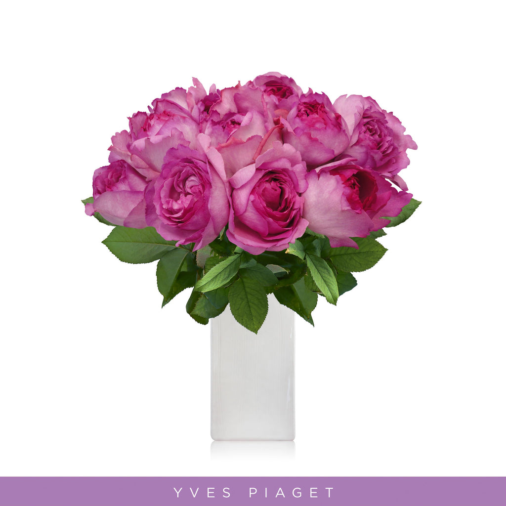 Garden Roses - Yves Piaget - Wholesale Roses - Scented Roses - English Roses Eblooms Direct