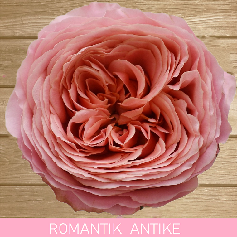 Romantik Antike Garden Rose Pink Salmon - EbloomsDirect