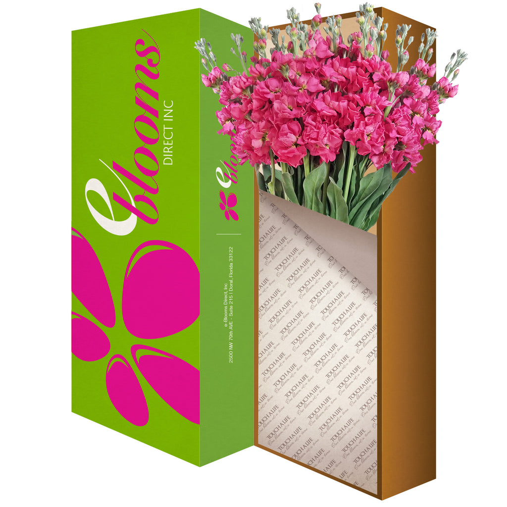 Stock Hot Pink Flowers Pack 80 Stems -EbloomsDirect