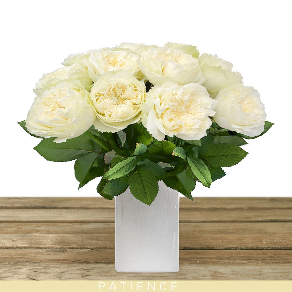 Garden Roses Patience Ivory - AG