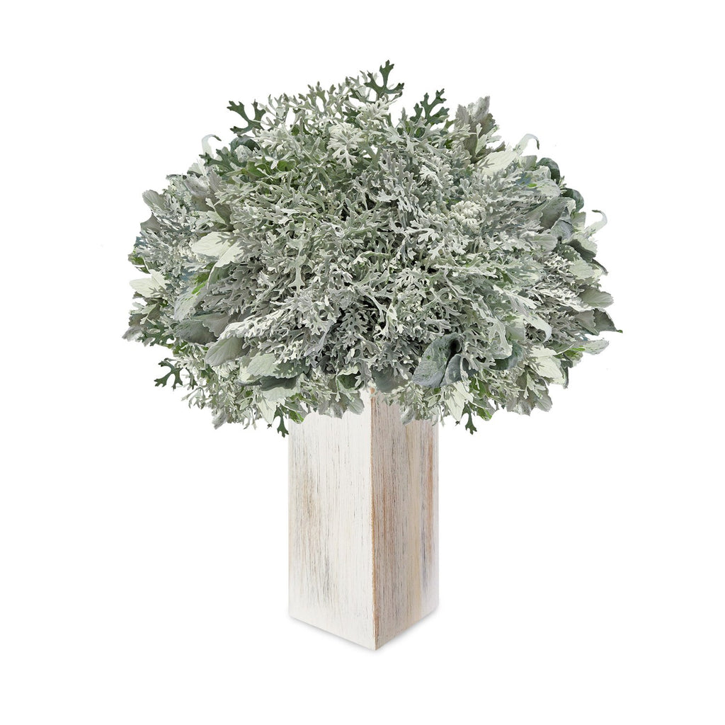 Dusty Miller Lacey