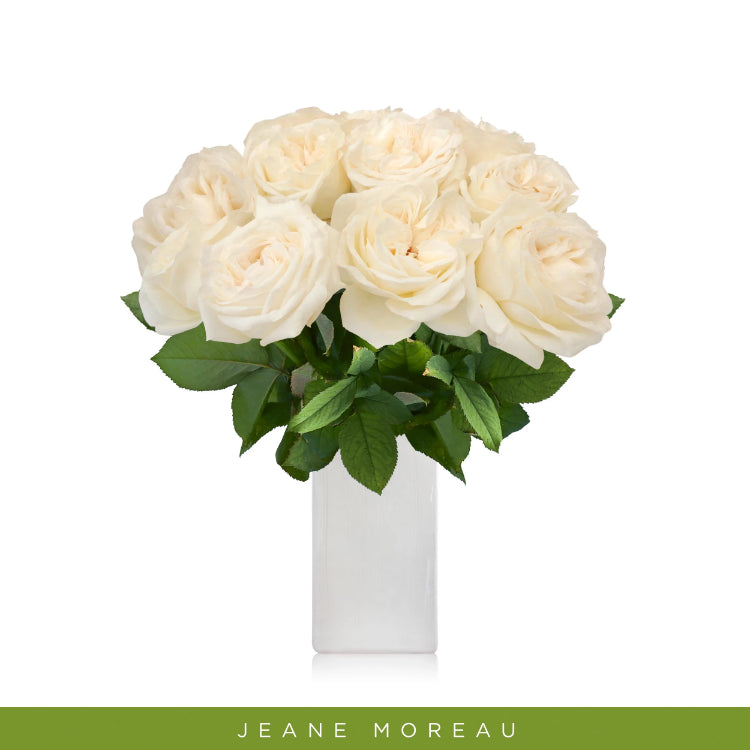 True White Garden Roses - Jeane Moreau - Wholesale Roses - Peonies - EbloomsDirect 