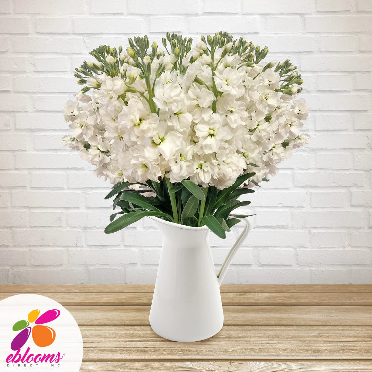 White Stock flowers - alelis