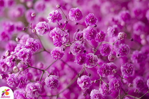 Baby's Breath Hot Pink  Fucsia Tinted