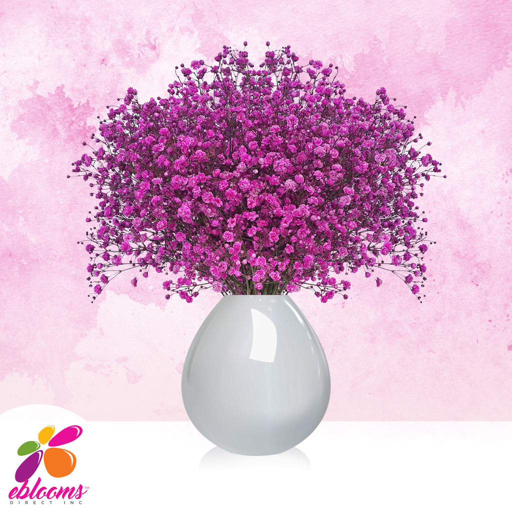 Gypsophila Baby's Breath Tinted Pack 10 - More Colors available - EbloomsDirect
