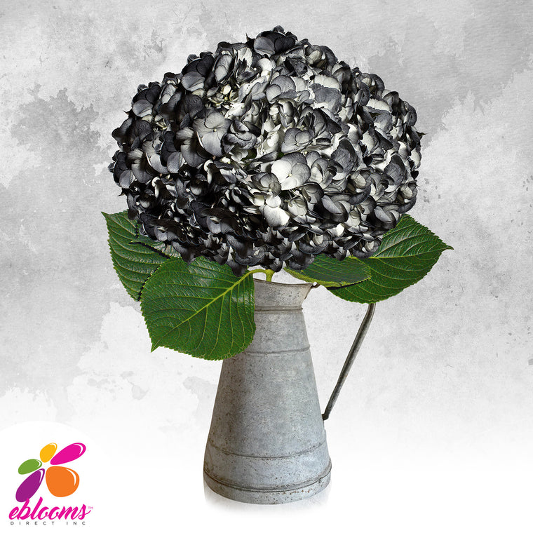 Hydrangea Black Airbrushed Just for Halloween - EbloomsDirect