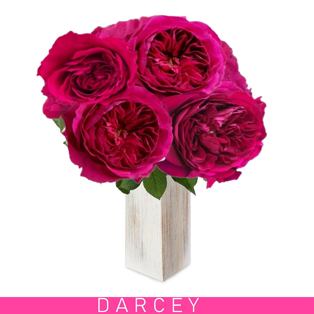 Darcey Garden Roses - EbloomsDirect