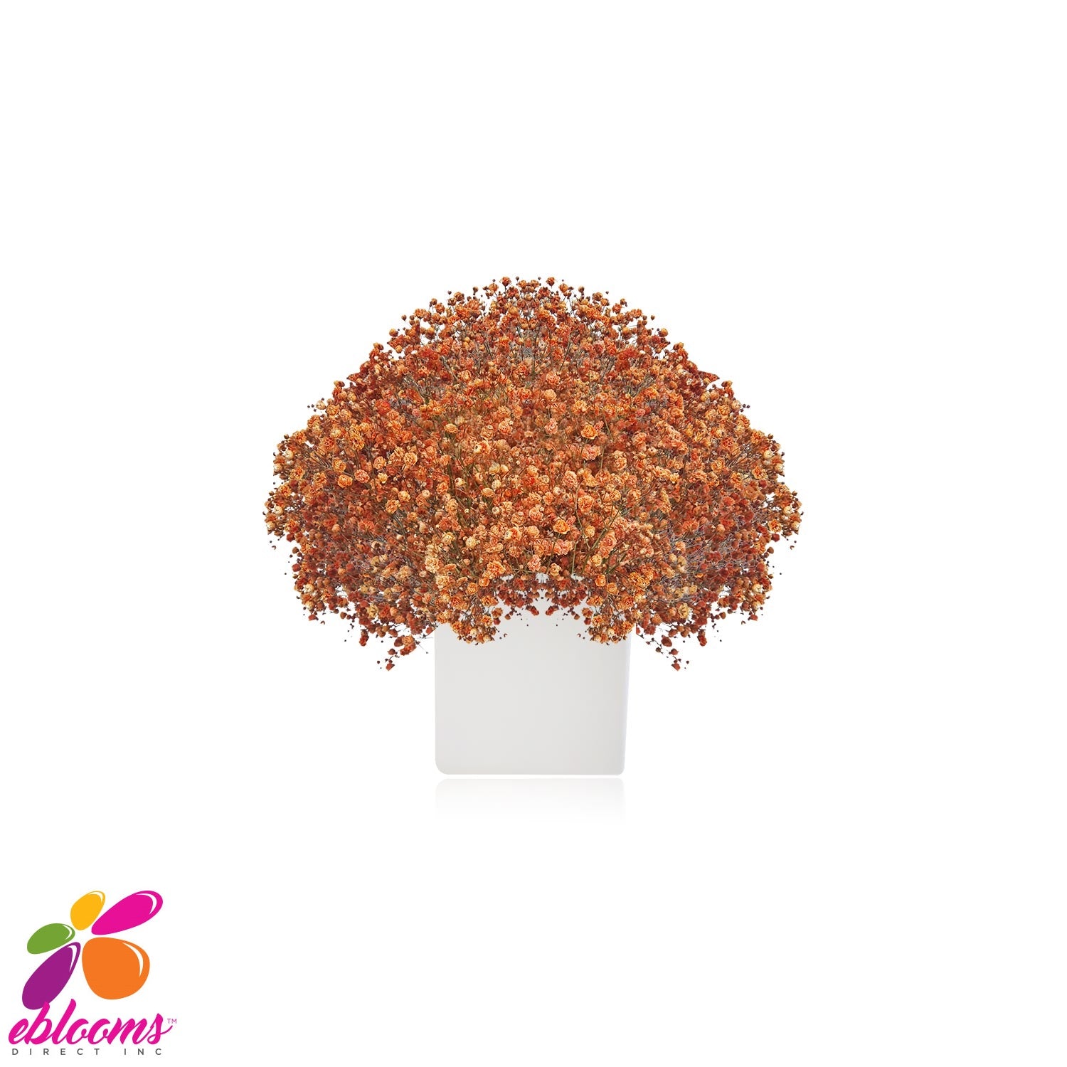 Baby's Breath Orange - EbloomsDirect