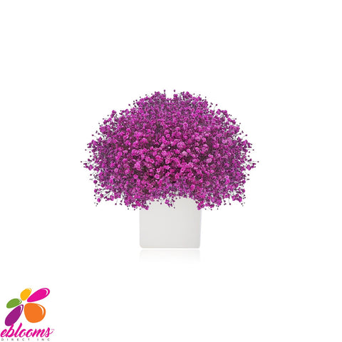 Baby's Breath Hot Pink  Fucsia Tinted