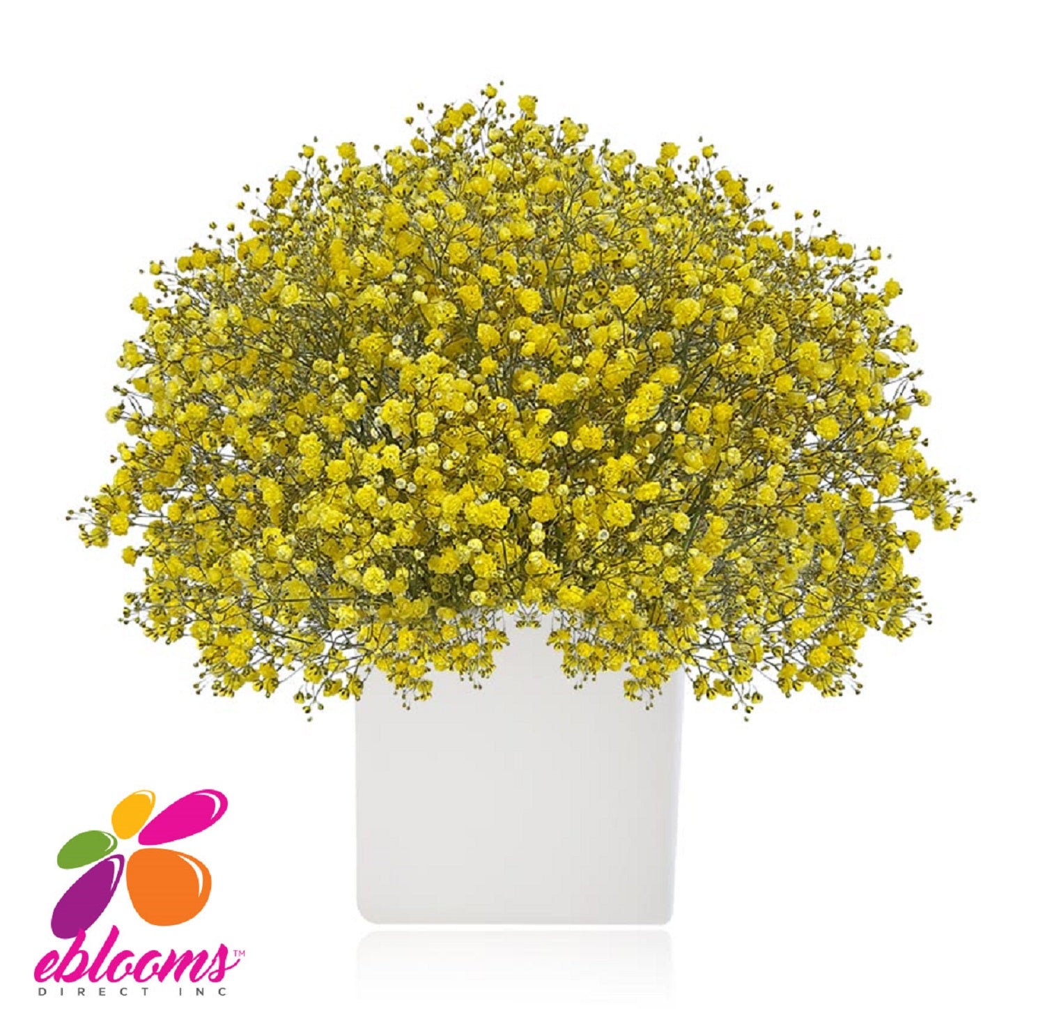 Baby's Breath Yellow Tinted