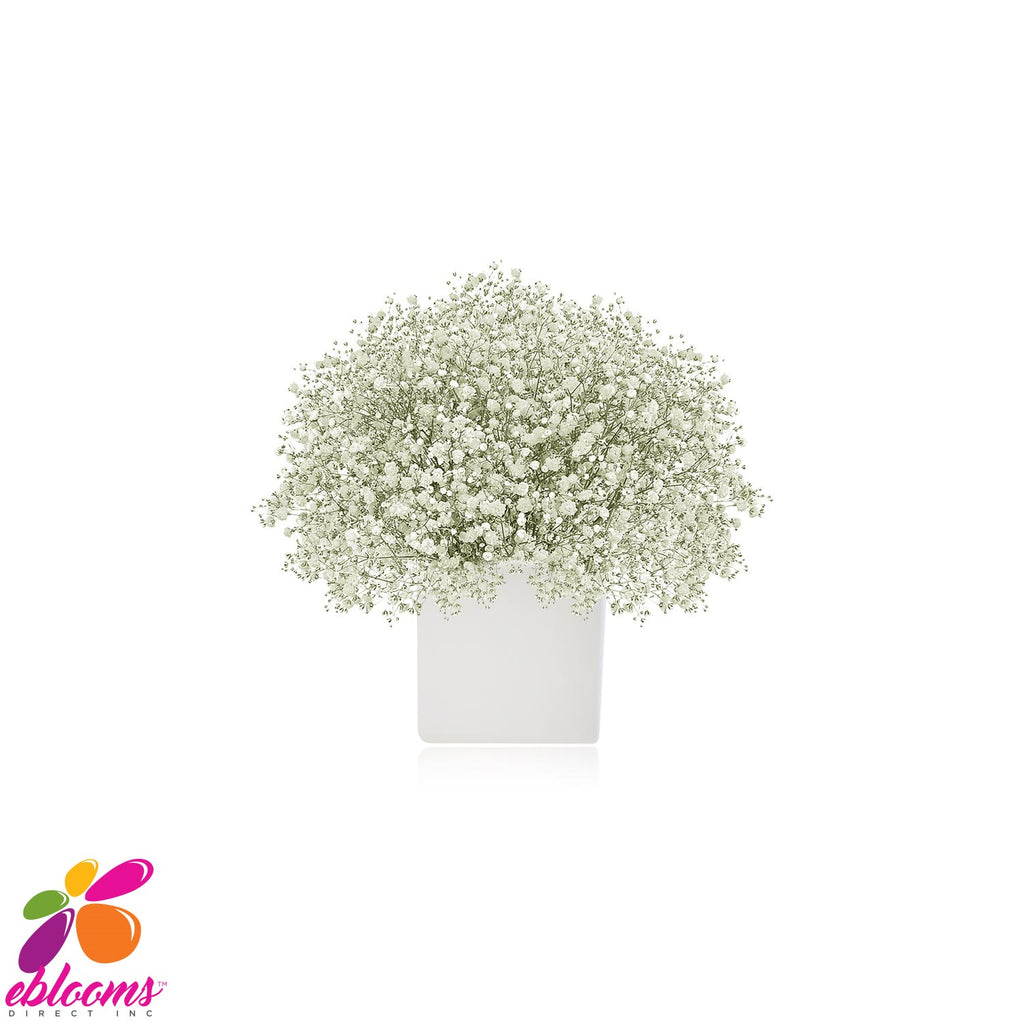 Baby's Breath – SSISC