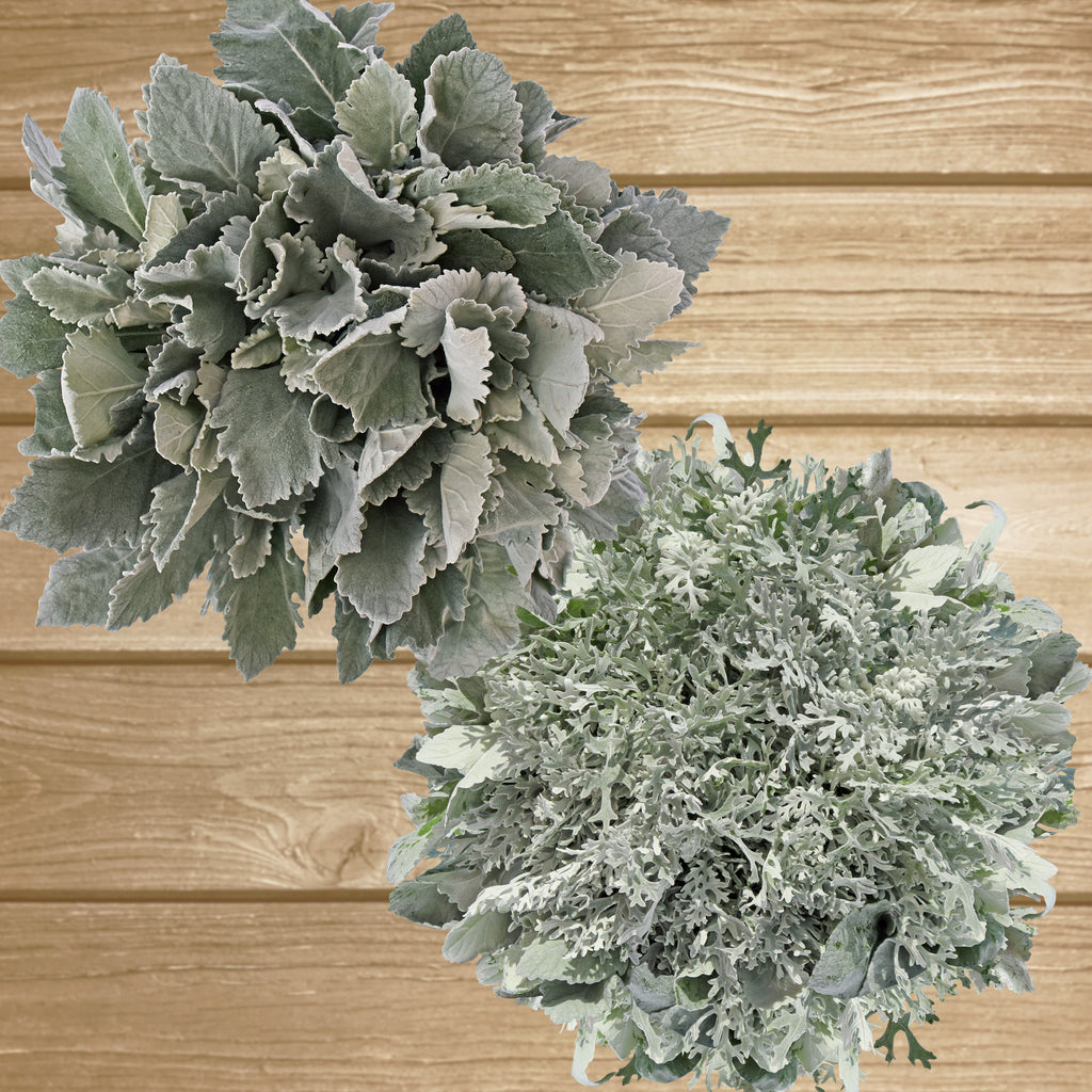 Dusty Miller Combo Mix