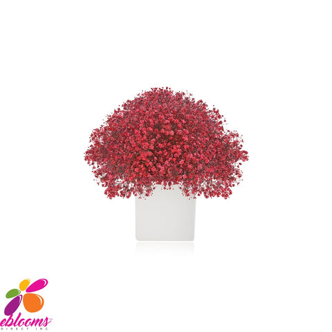 Baby's Breath tinted Red