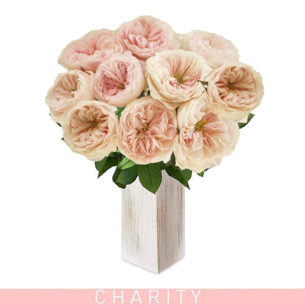 Garden Roses Charity Light Pink - AG