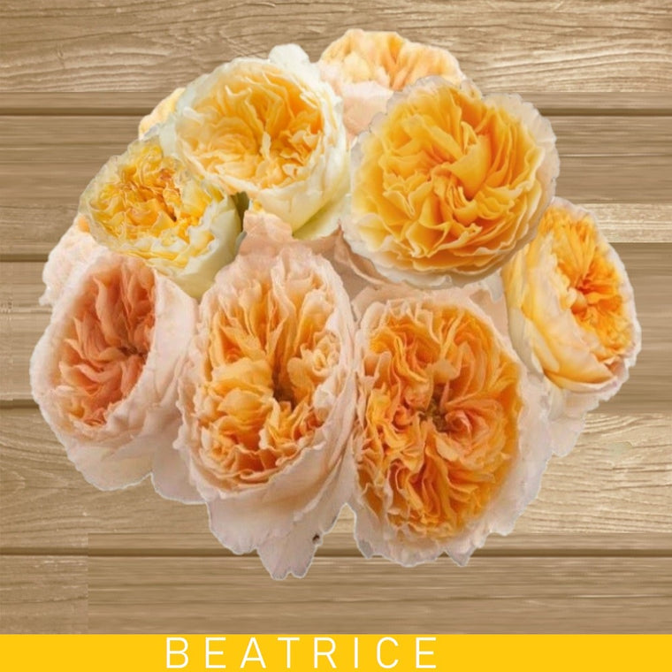 Garden Rose Beatrice Yellow - AG