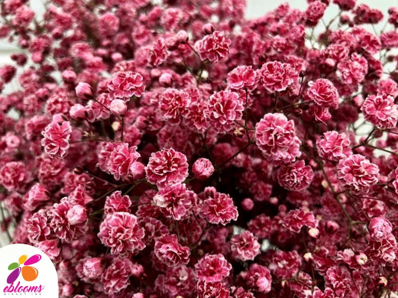 Baby's Breath tinted Red