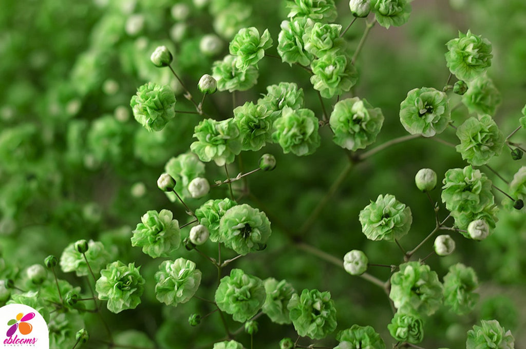 Baby's Breath Green Tinted - EbloomsDirect