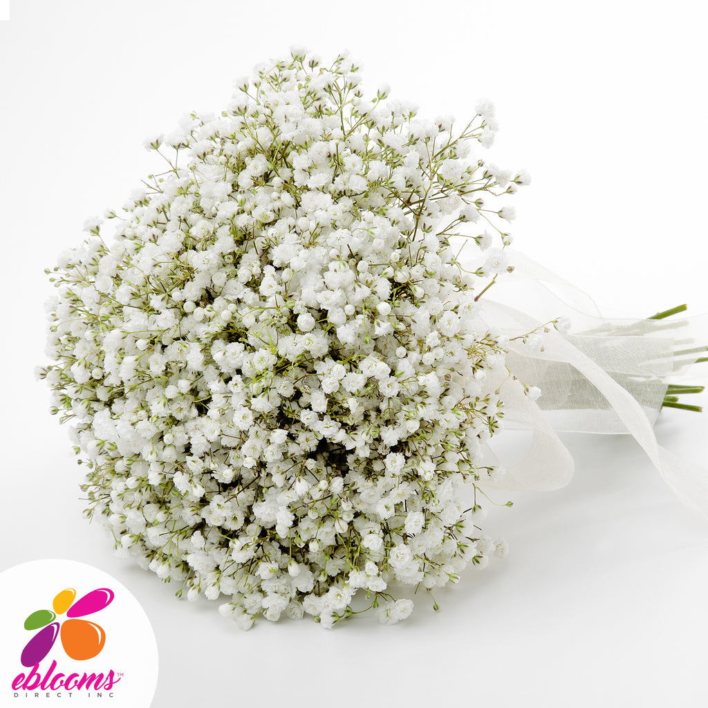 Baby's Breath Natural White